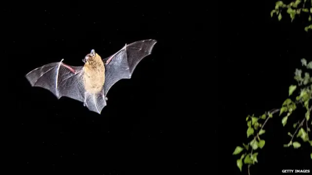 Bat flying