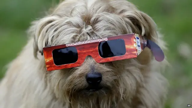 A dog is given protective glasses by its owner prior to the solar eclipse in Regent"s Park in London