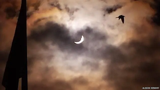 Bird in front of the eclipse