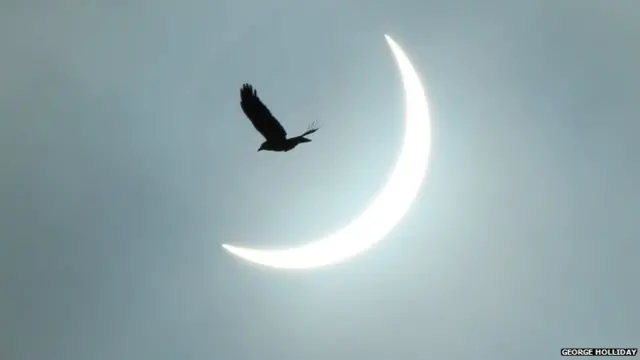 Bird in front of the eclipse