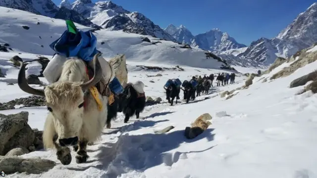 Yaks near Everest