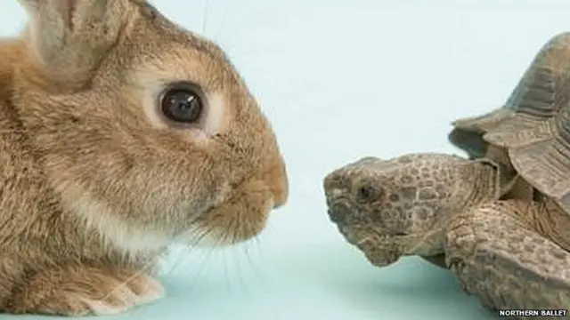 Tortoise and Hare