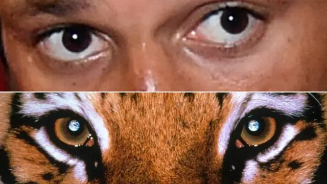 Kell Brook's eyes and a tiger's eyes