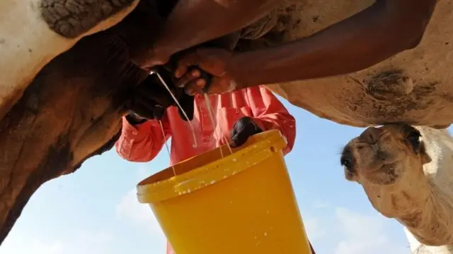 A man in Somalia miliking a camel