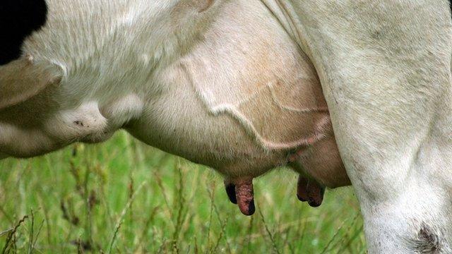 Cow's udders