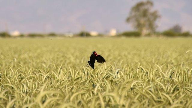 A bird comes in for a landing on a stalk of wheat amid a wheat field March 29, 2015 in Kern County, California, which became the nation's number 2 crop county for the first time in 2013.