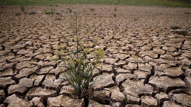 Weeds grow in dry cracked earth that used to be the bottom of Lake McClure on March 24, 2015 in La Grange, California.