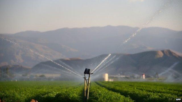 Fields of carrots are watered in Kern County, some 100 miles (160 km) north of Los Angeles, March 29, 2015.