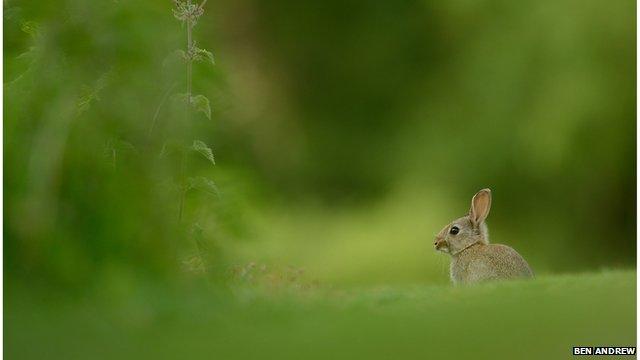 Rabbits have a rounder shape than hares and dark brown eyes