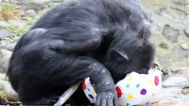 A gorilla eats an easter egg