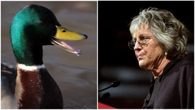 A duck and germaine greer