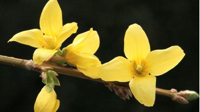 Forsythia