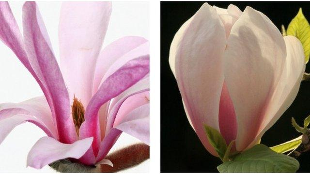 Magnolias