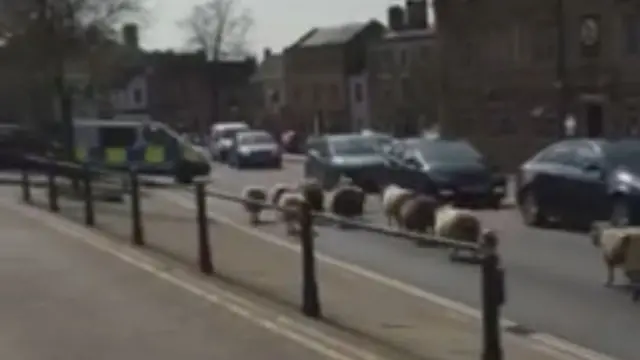 Sheep in Chipping Norton