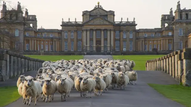 Ewes in Blenheim Palace grounds