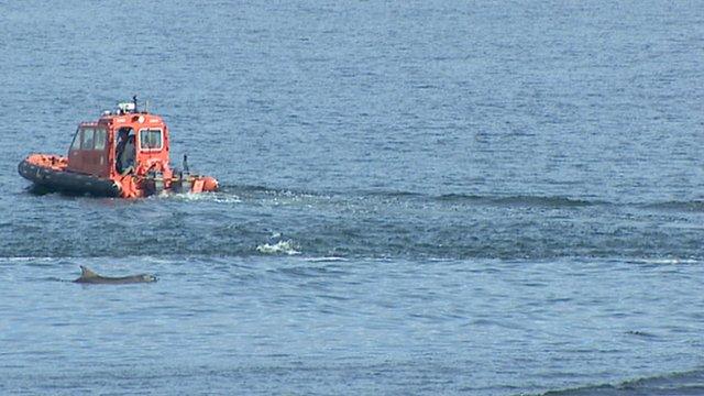 Dolphins in Aberdeen harbour