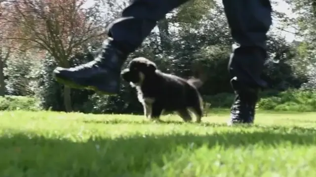 Puppy with police officer