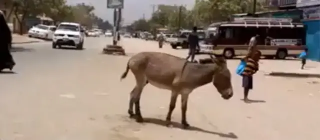 Donkey in the road