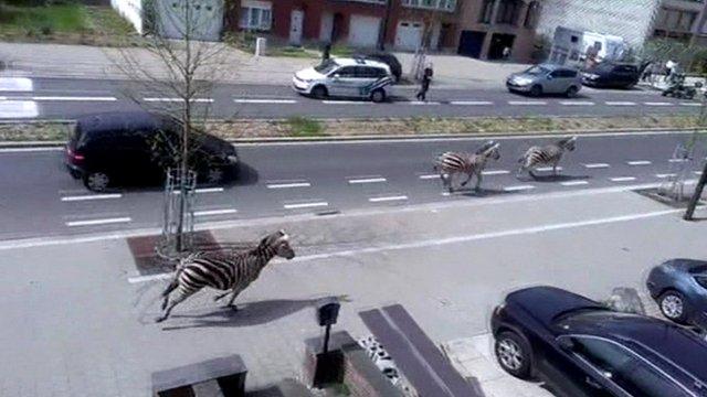 Zebras on the run