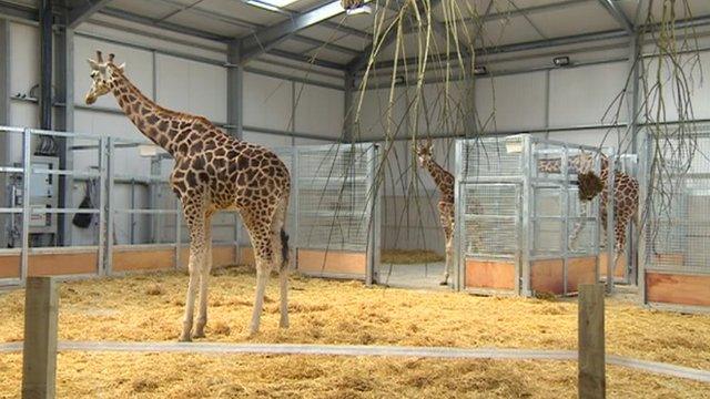 New giraffes arrive at Twycross Zoo