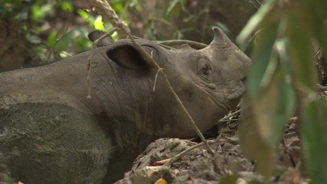 Sumatran rhino