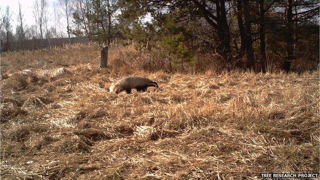 Badger (Image courtesy of the Tree research project)