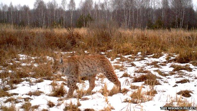 Lynx (Image courtesy of the Tree research project)