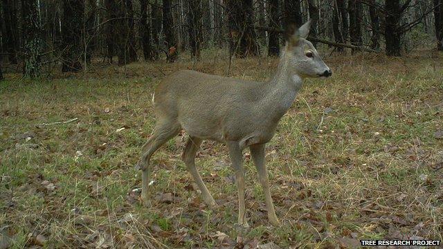 Roe deer (Image courtesy of the Tree research project)