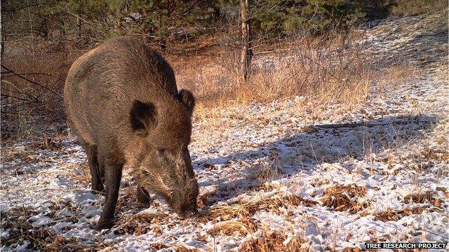 Wild boar (Image courtesy of the Tree research project)