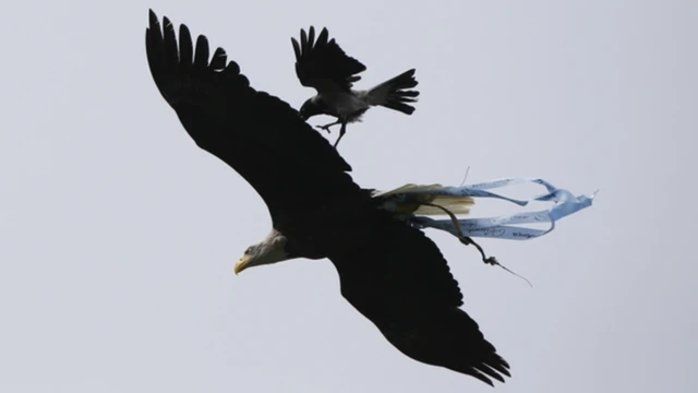 Crystal Palace eagle attacked by a crow