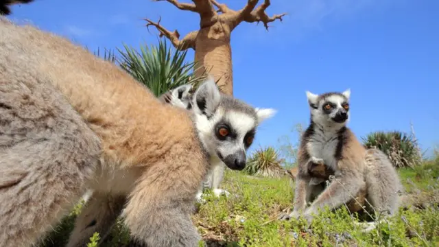 Lemurs