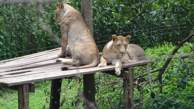 Lionesses, Mutagamba, and Biza