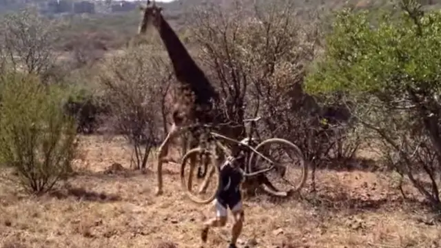 Man holding bicycle being chased by a giraffe