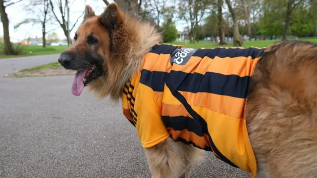 A dog wears Hull City's kit ahead of the Liverpool match