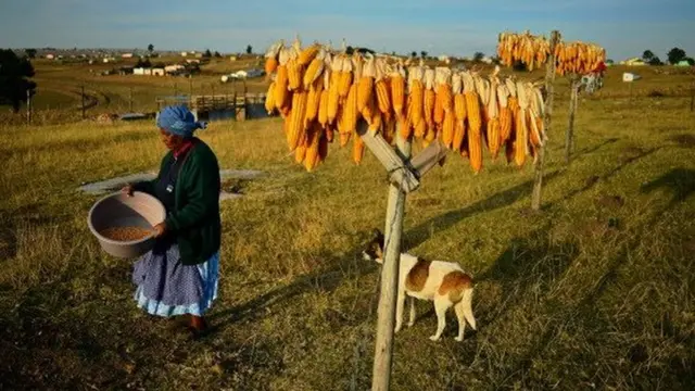 A maize farmer in South Africa 2013