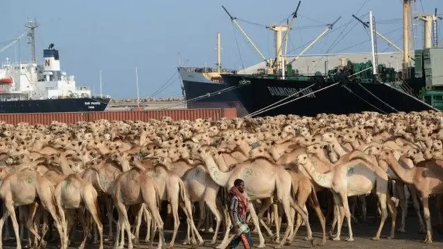 camels wait at Mogadishu's seaport to be exported to Saudi Arabia - archive shot