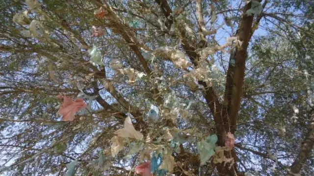 Plastic bags in trees in Hargeisa