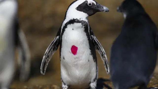 An African penguin with a red mark near Cape Town, South Africa - Friday 24 April 2015