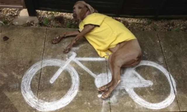 Dog on bike