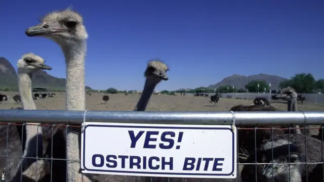 Ostriches