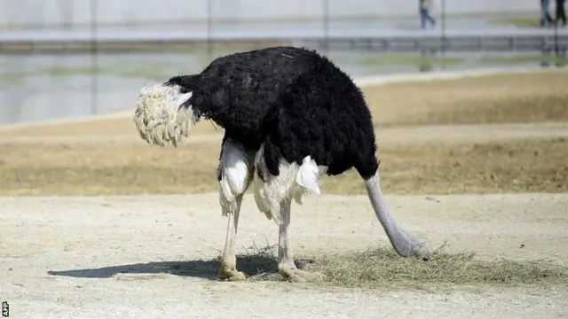 Ostrich