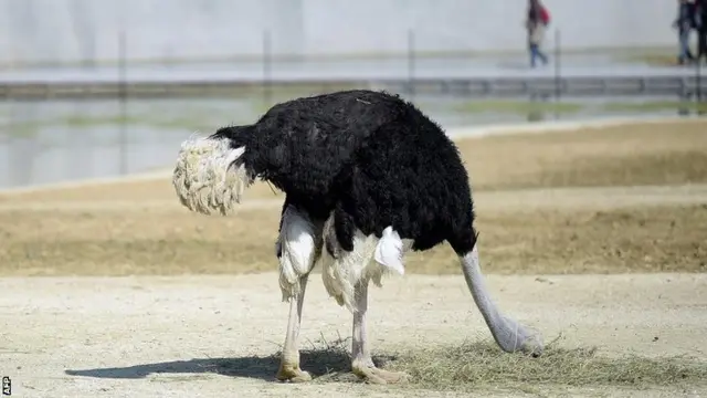 ostrich