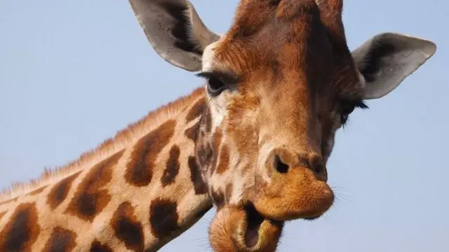 A giraffe