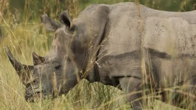 A rhino in South Africa's Kruger National Park