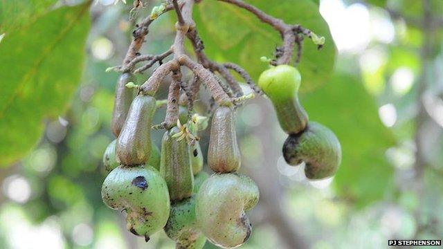 Cashew nuts, Brazil (Image: PJ Stephenson)