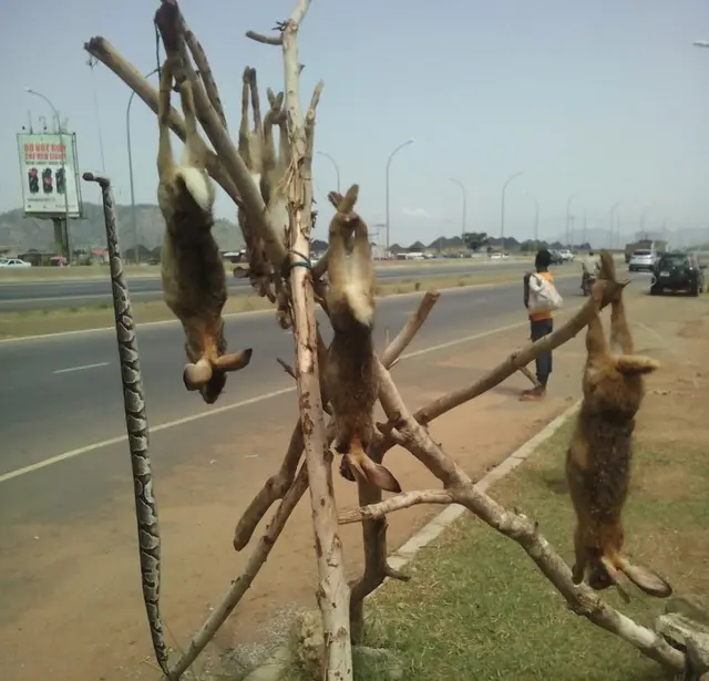 A snake and dead rabbits for sale in Nigeria