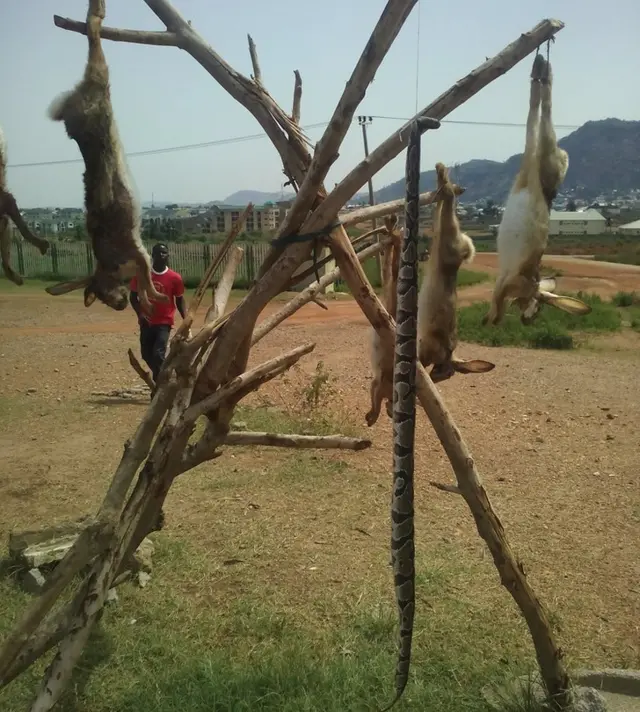 A snake and dead rabbits for sale in Nigeria