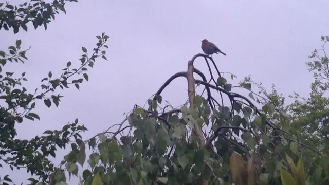 Bird in tree