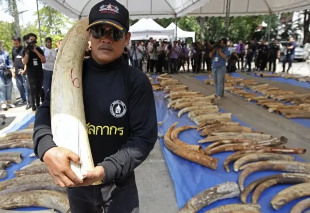 Man holding elephant tusk