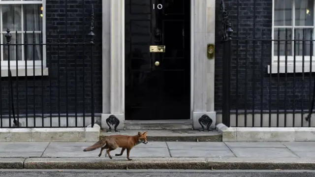 Fox on Downing Street